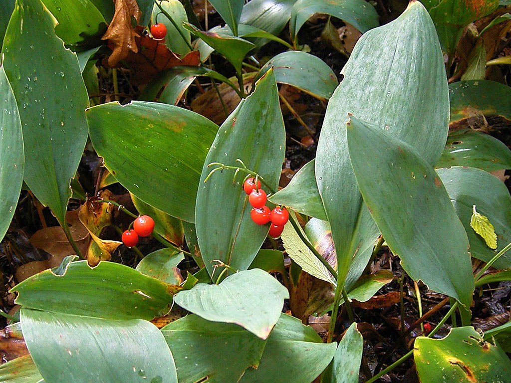 Ландыш майский - Convallaria majalis: плоды и листья