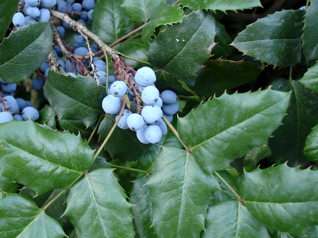 Магония падуболистная - Mahonia aquifolium: плоды и листья