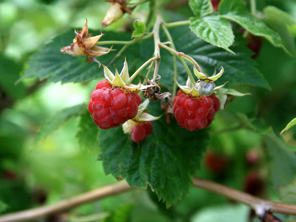 Малина обыкновенная - Rubus idaeus: плоды и листья