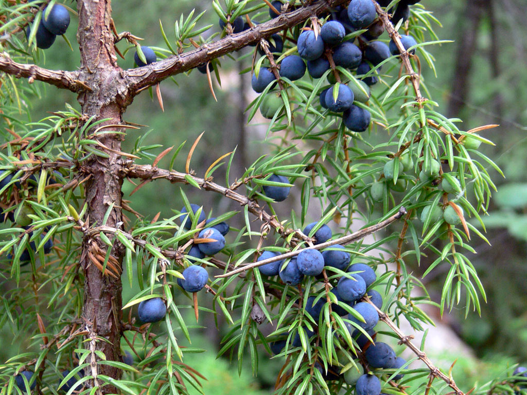Можжевельник обыкновенный - Juniperus communis: плоды и листья