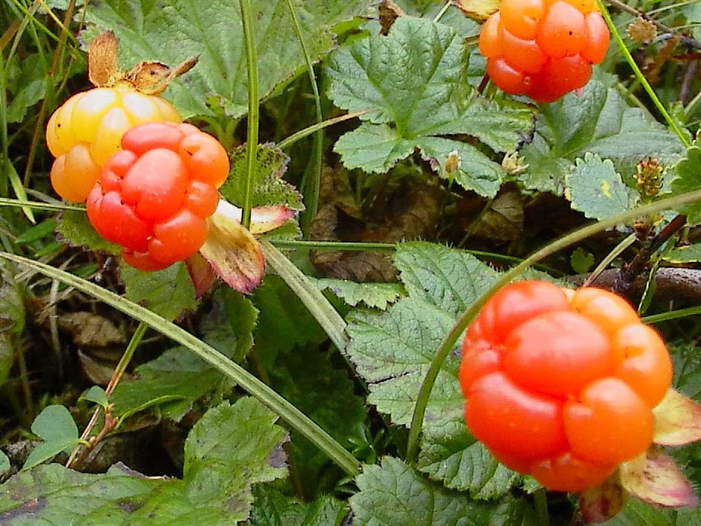 Морошка - Rubus chamaemorus: плоды и листья