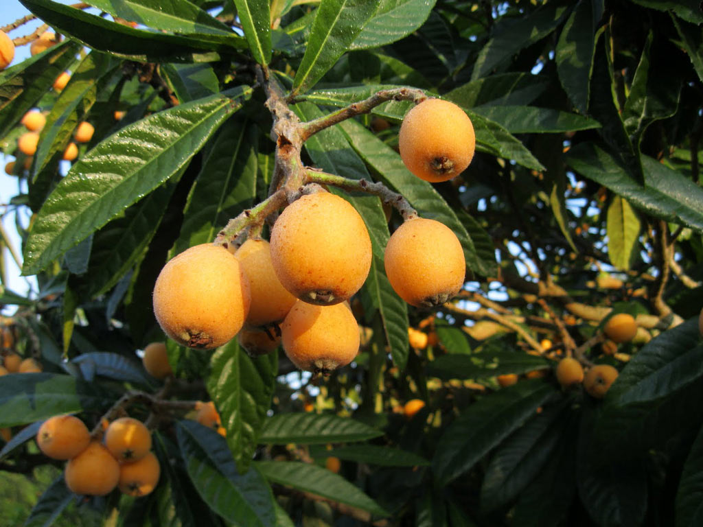 Мушмула японская - Eriobotrya japonica: плоды и листья