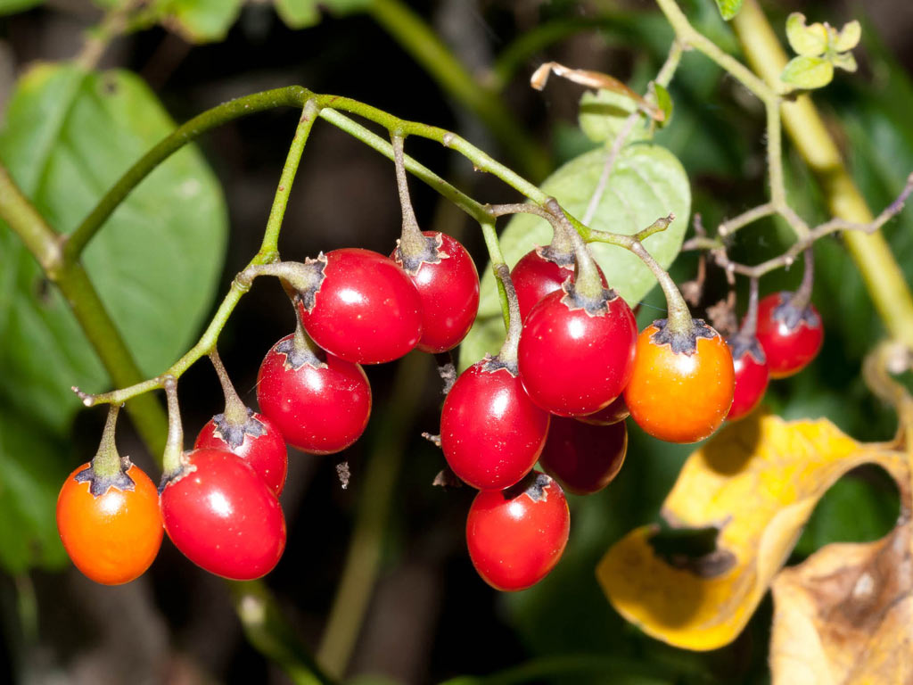 Паслён сладко-горький - Solanum dulcamara: плоды и листья