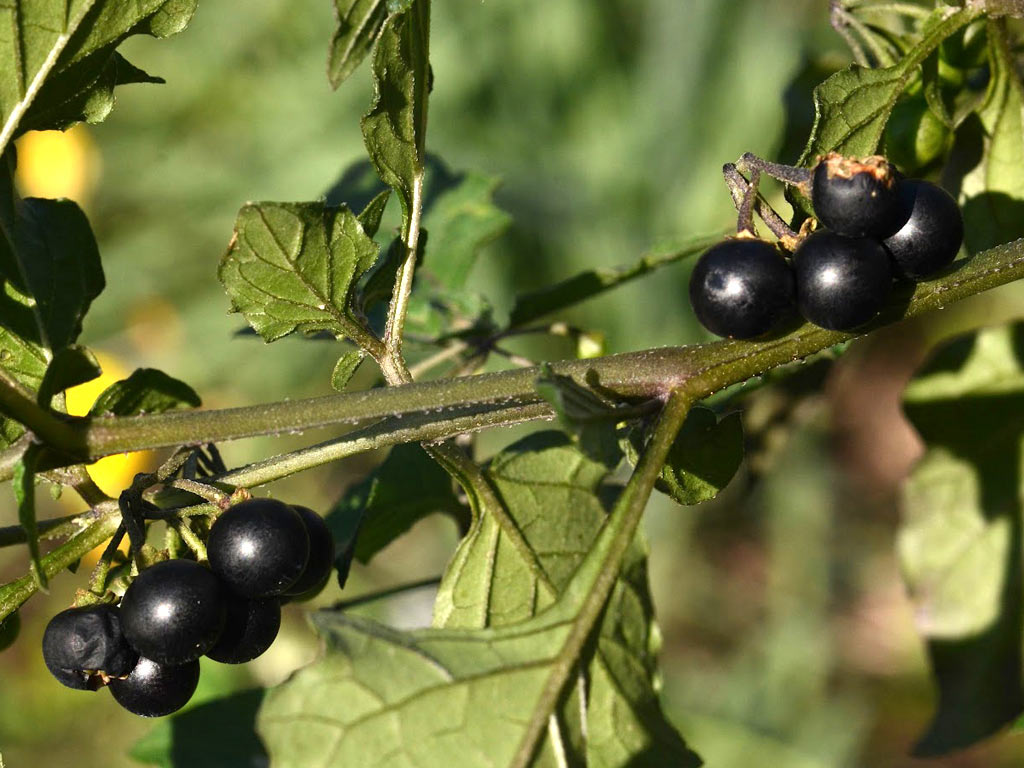 Паслён чёрный - Solanum nigrum: плоды и листья