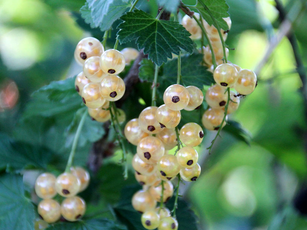 Смородина белая - Ribes niveum: плоды и листья