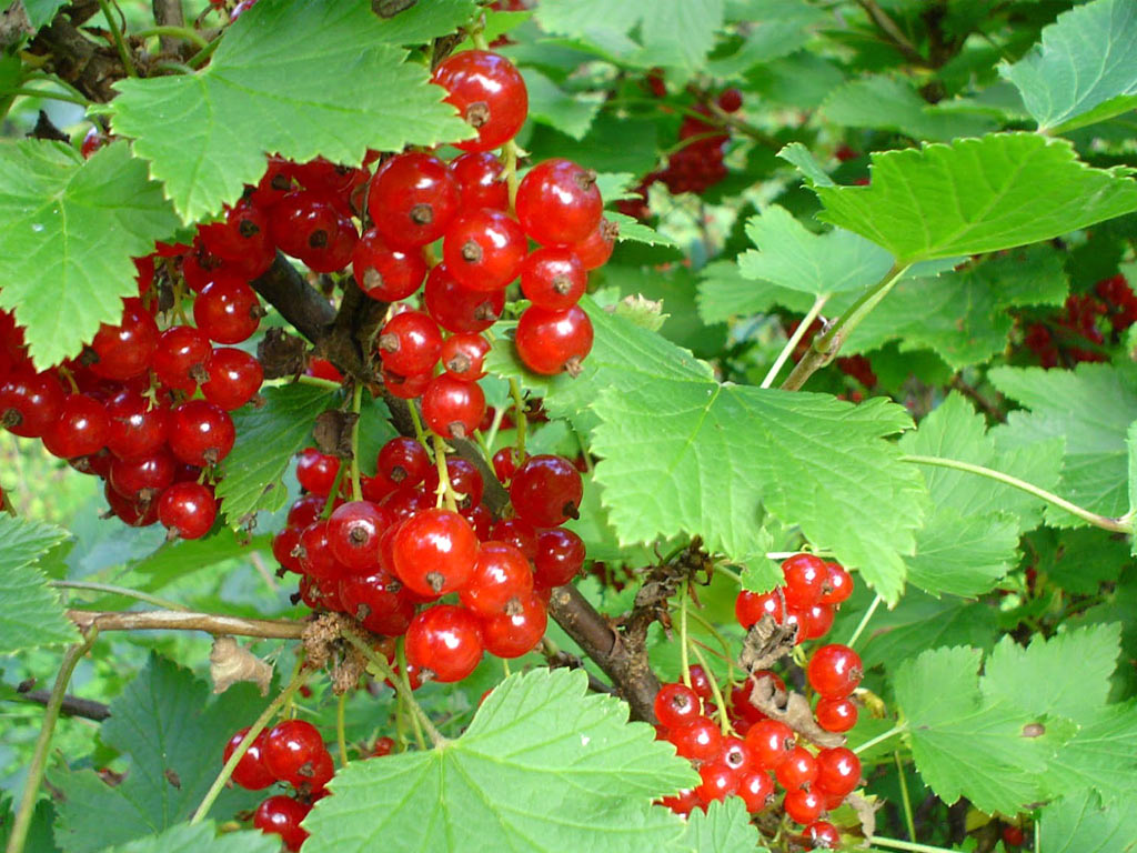 Смородина красная - Ribes rubrum: плоды и листья