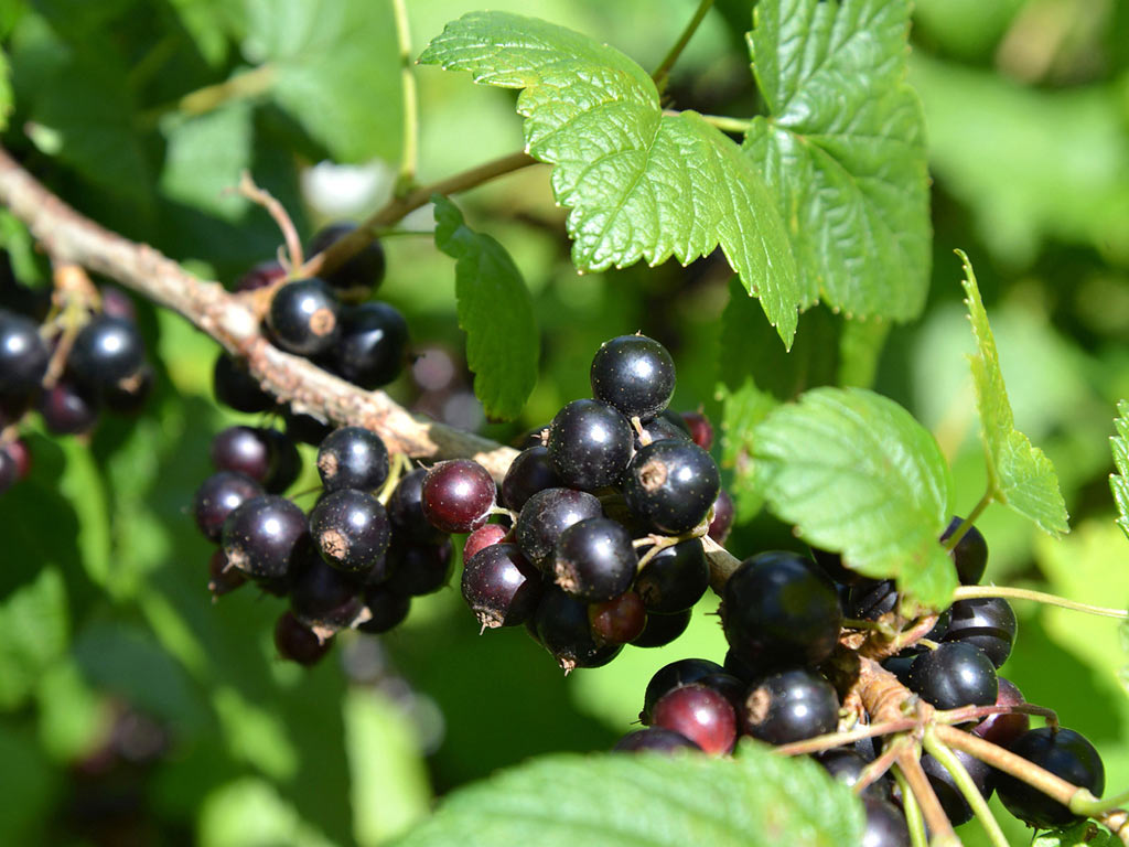 Смородина чёрная - Ribes nigrum: плоды и листья