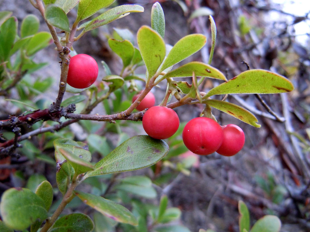 Толокнянка обыкновенная - Arctostaphylos uva-ursi: плоды и листья