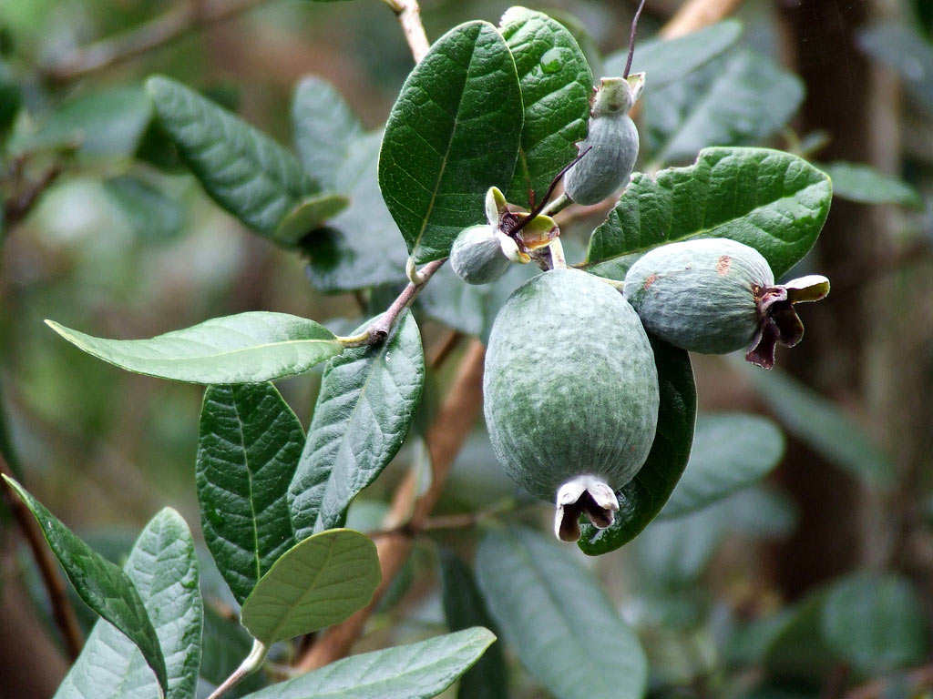 Фейхоа - Acca sellowiana: плоды и листья