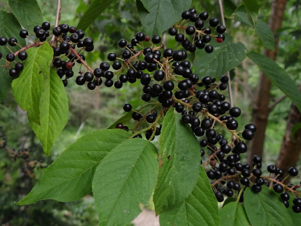 Черёмуха Маака - Prunus maackii: плоды и листья