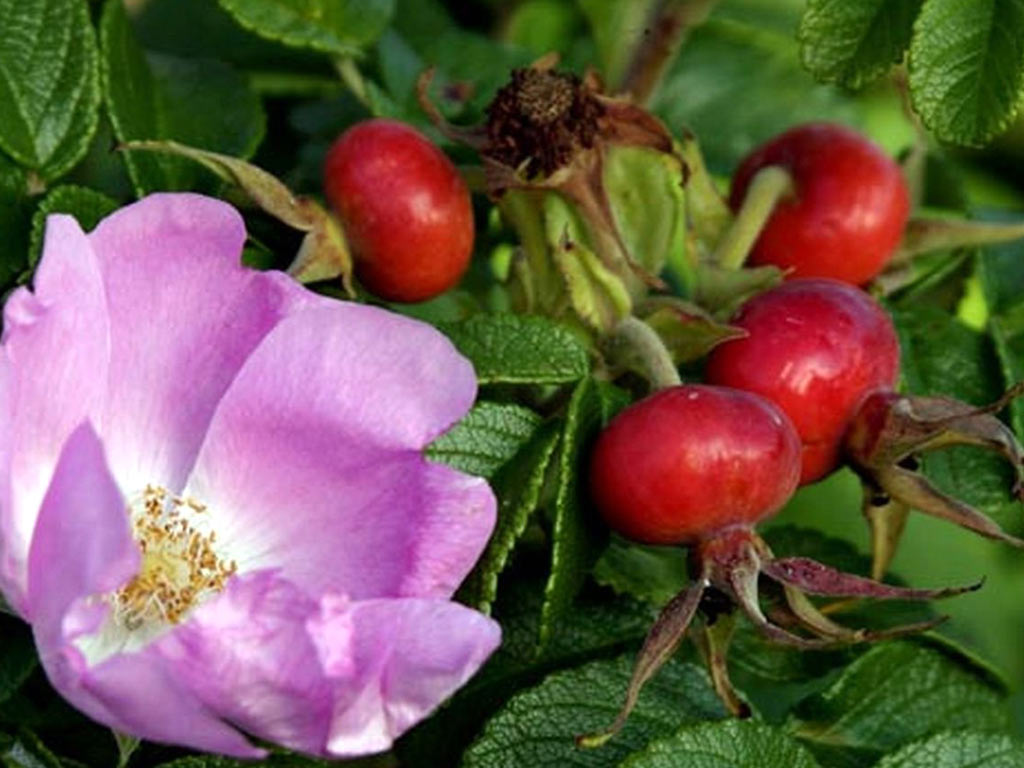 Шиповник морщинистый - Rosa rugosa: плоды и листья