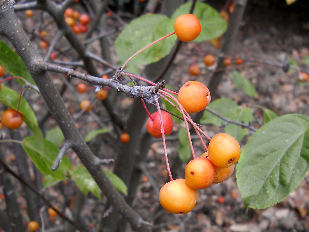 Яблоня ягодная - Malus baccata: плоды и листья