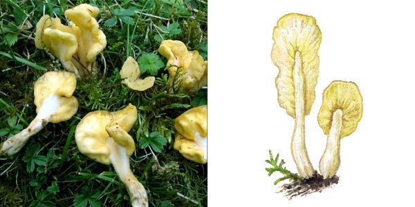 Спатулярия желтоватая, или
лопаточка желтая, или лопаточка грибная - Spathularia
flavida Fr. 
