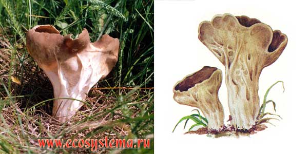 Ацетабула обыкновенная, или
гельвелла обыкновенная, или лопастник
обыкновенный - Нelvella acetabula Quel., или Acetabula vulgaris,
или Paxina acetabulum