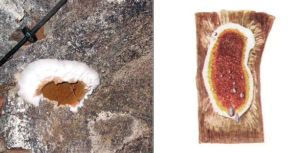 Серпула плачущая, или настоящий
домовый гриб - Serpula lacrimans (Wulf.: Fr.) Schroet.