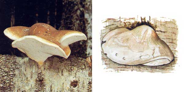 Трутовик березовый, или
пиптопорус березовый, или березовая губка - Piptoporus
betulinus (Bull.:Fr.) Karst., или Polyporus betulinus