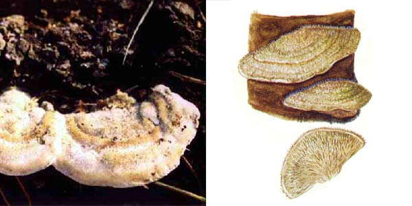 Кориолус волосистый, или кориол
волосистый - Coriolus hirsutus (Fr.) Quel.