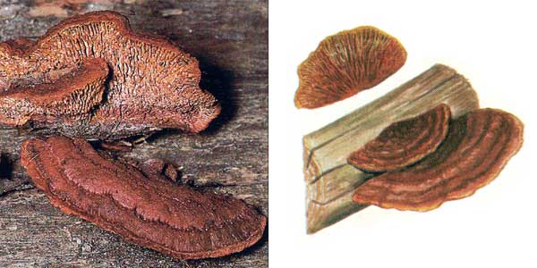 Заборный гриб - Gleophyllum sepiarium (Fr.) Karst.