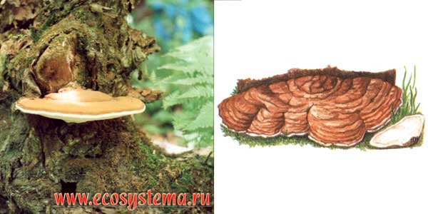 Трутовик плоский - Ganoderma applanatum
(Wallr.) Pat., или Fomes applanatus, или Polyporus applanatus