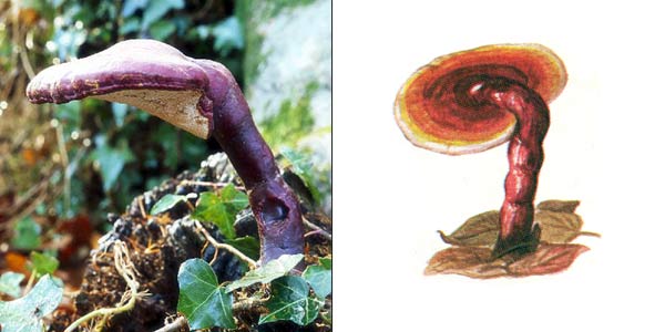 Трутовик лакированный, или
ганодерма блестящая - Ganoderma lucidum (Fr.) Karst., или
Fomes lucidus, или Ganoderma sulcatum