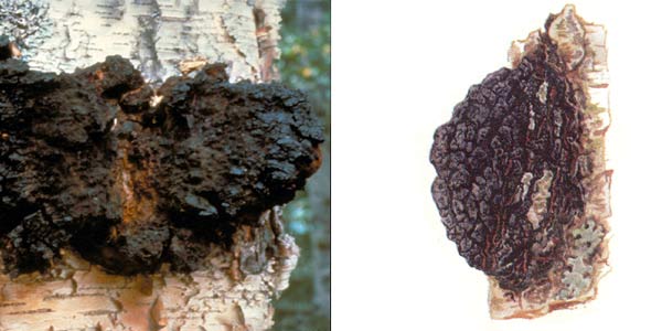 Трутовик скошенный, или чага, или
березовый гриб, или черный гриб, или древесный
гриб, или трутовик косотрубчатый - Inonotus obbliquus
(Fr.) Pil. F. sterilis (Van) Nikol.