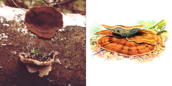 Трутовик смолистый, или
ишнодерма смолистая, или ишнодерма
смолисто-пахучая - Ischnoderma resinosum (Fr.) P. Karst., или
Ischnoderma benzoinus