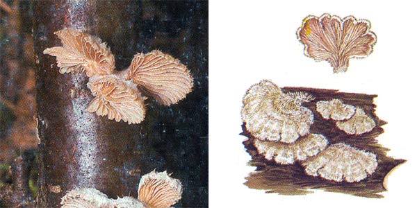 Щелелистник обыкновенный, или
шизофилл обыкновенный - Schizophyllum commune (Fr.) Fr.