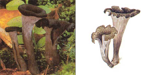 Вороночник рожковидный, или
кратереллус рожковидный, или вороночник
воронковидный, или лисичка серая - Craterellus
cornucopioides (Fr.) Pers., или Cantharellus cornucopioides