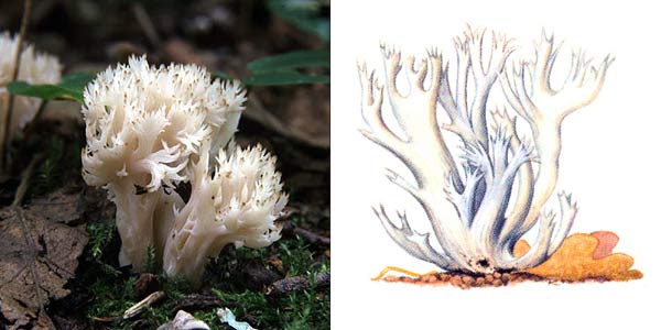 Клавулина гребенчатая, или
рогатик гребенчатый, или клавулина
коралловидная - Clavulina cristata (Fr.) Schroet., или Clavulina
coralloides