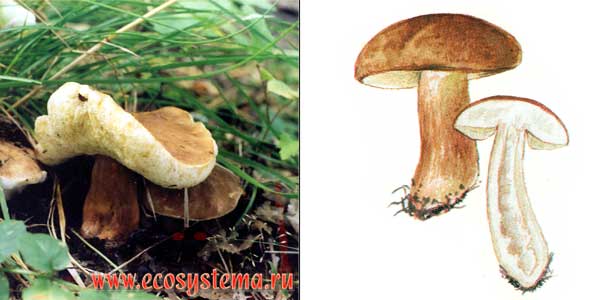 Гиропорус каштановый, или
каштановый гриб, или каштановик, или заячий гриб
- Gyroporus castaneus (Fr.) Quel.