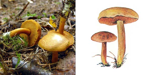 Перечный гриб, или масленок
перечный - Suillus piperatus (Fr.) O. Kuntze.