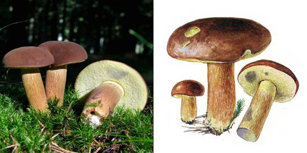 Польский гриб, или коричневый
гриб, или панский гриб, или каштановый моховик - Xerocomus
badius Gilb.
