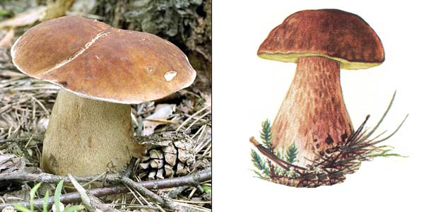 Белый гриб сосновый, или боровик
- Boletus edulis f. pinicola (Vitt.) Vassilk., или Boletus pinophilus Pilat et
Dermek