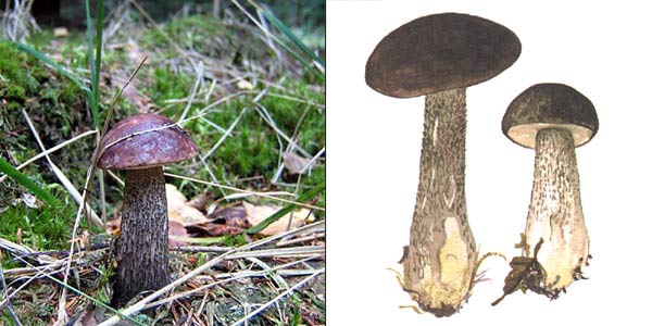 Подберезовик черный, или
подберезовик черный, или черноголовик - Leccinum
scabrum f. melaneum (Smotl.) Skirgiello., или Leccinum melaneum