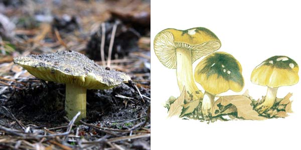 Зеленушка, или рядовка зеленая,
или зеленка - Tricholoma flavovirens (Fr.) Lund.