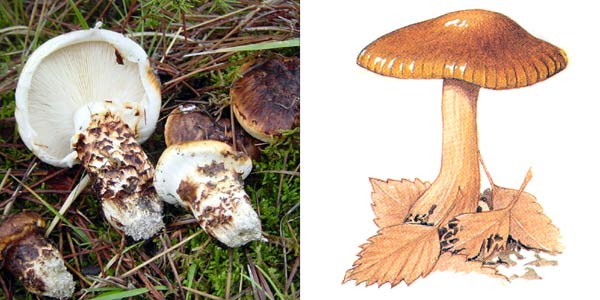 Рядовка тополевая, или тополевый
гриб - Tricholoma populinum Lange.