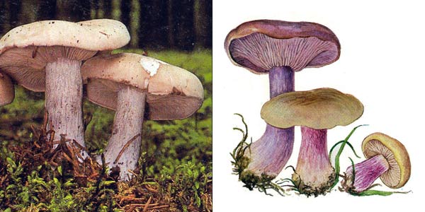 Рядовка фиолетовая, или рядовка
лиловая, или леписта фиолетовая, или леписта
голая, или синюшка, или синичка - Lepista nuda (Fr.) Cke.,
или Tricholoma nudum (Fr.) Kumm