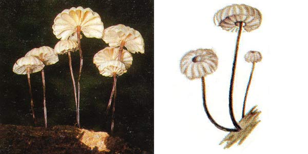 Негниючник колесовидный, или
чесночник колесовидный - Marasmius rotula (Fr.) Fr.