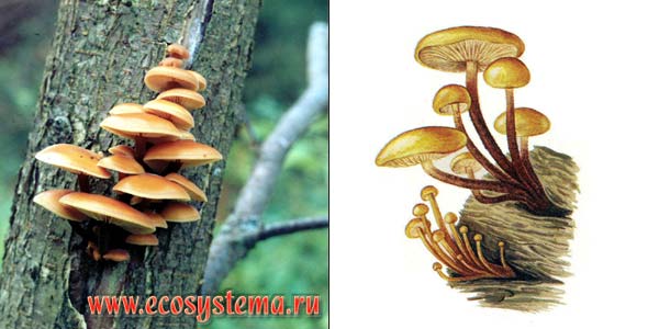 Опенок зимний, или зимний гриб,
или фламмулина бархатистоножковая - Flammulina
velutipes (Fr.) Sing.