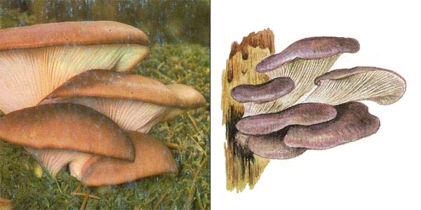 Вешенка обыкновенная, или
вешенка устричная, или устричный гриб - Pleurotus
ostreatus (Fr.) Kumm.