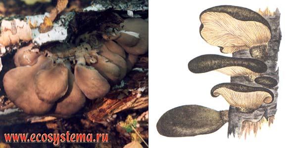 Вешенка осенняя, или свинуха
ивовая, или паннелюс поздний, или вешенка
поздняя, или вешенка ольховая - Panellus serotinus,
или Pleurotus salignus (Fr.) Kumm., или Hohenbuehelia serotina, или Sacromyxa
serotina