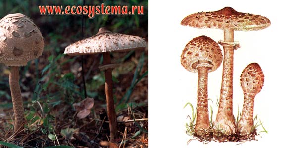 Гриб-зонтик большой, или зонтик
пестрый, или лепиота крупная - Macrolepiota procera (Fr.)
Sing.