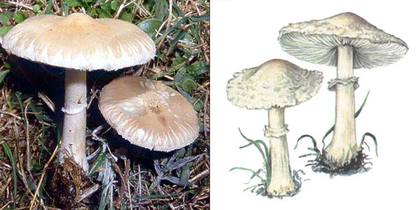 Гриб-зонтик белый, или
гриб-зонтик полевой - Macrolepiota excoriata (Fr.) Mos.