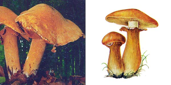 Чешуйчатка травяная, или
феолепиота золотистая, или зонтик золотистый,
или горчичник - Phaeolepiota aurea (Fr.) Maire, или Pholiota
aurea, или Lepista pyranaea, или Cystoderma aureum