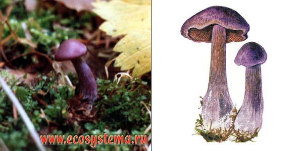 Паутинник фиолетовый, или
приболотник фиолетовый - Cortinarius violaceus (Fr.) Fr.