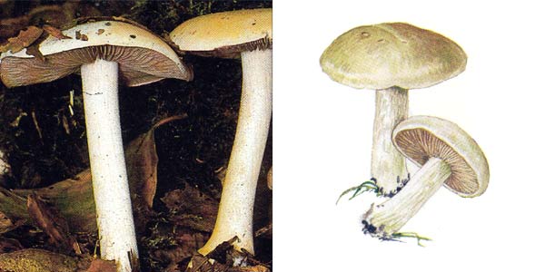 Ложный валуй, или гебелома
клейкая, или гебелома плачущая, или хреновый гриб
- Hebeloma crustiniformes (St. Amans) Quel.