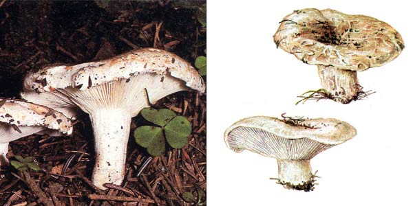 Подгруздок белый, или подгруздь,
или сухарь, или сухой груздь - Russula delica Fr.