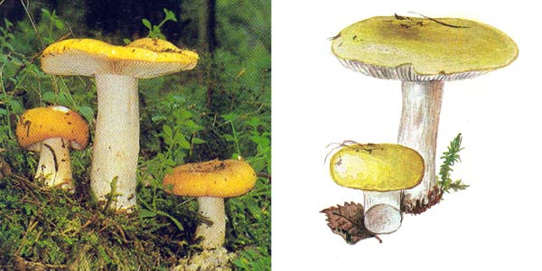 Сыроежка желтая, или сыроежка
светло-желтая, или сыроежка бледно-желтая - Russula
claroflava Grove., или Russula flava
