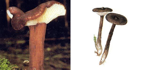 Млечник бурый, или млечник
древесинный - Lactarius lignyotus Fr.