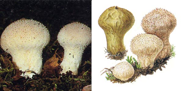 Дождевик настоящий, или дождевик
шиповатый, или дождевик жемчужный, или дождевик
съедобный - Lycoperdon perlatum Pers., или Lycoperdon gemmatum
Batsch.